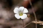 Oneflower stitchwort